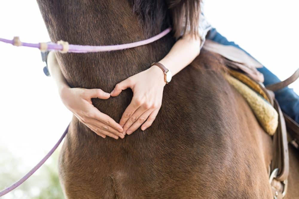 CBD Oil For Horses Dosage Calculator and Comprehensive Cannabidiol Guide for Equine