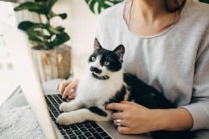 CBD Oil For Cats: Dosage Calculator And Cat CBD Usage Guide